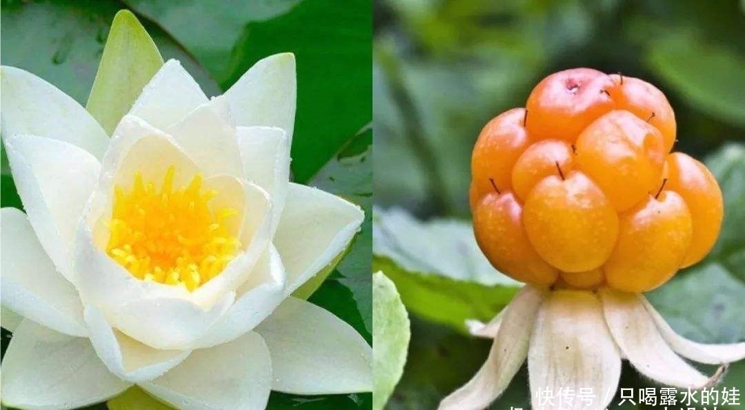 云莓|三种芬兰的水果,蓝莓、越橘、云莓,常吃对身体很好