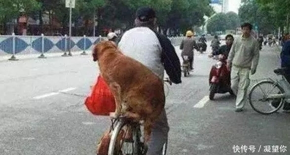 奶奶|老农从狗肉店救下了一只金毛犬,此后的金毛这样报恩