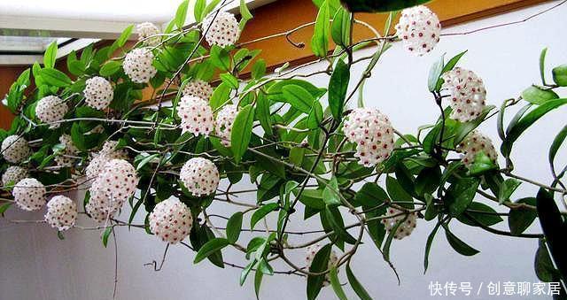  阳台上|夏季阳台就种它，花型像篮球，好养如绿萝，跟着养护专家学起来吧