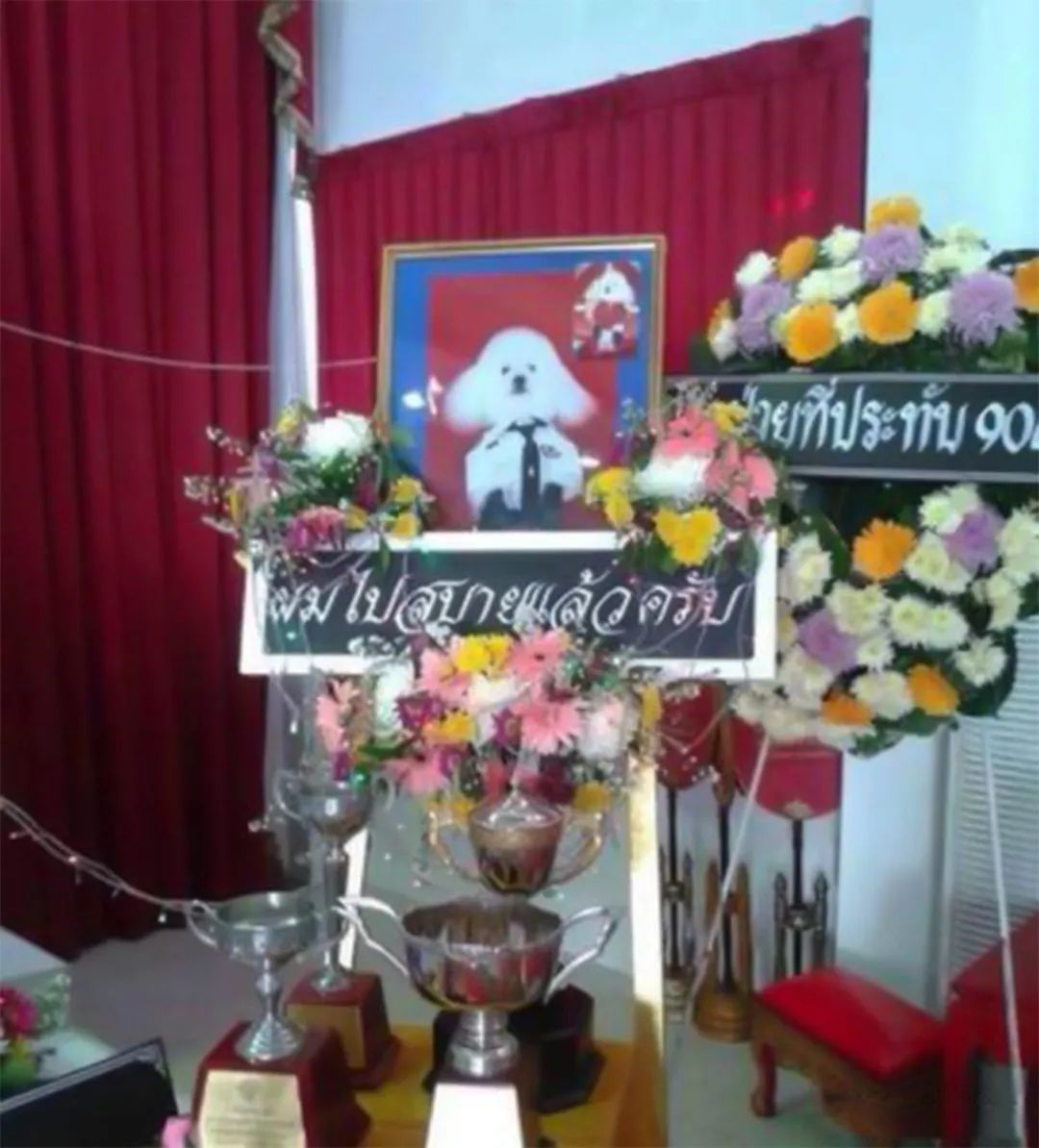 智力|提帮功智力障碍有原因，西拉米怀孕前后，一直陪伴着“空军元帅”