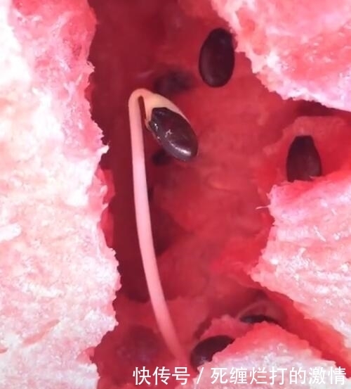  画面|男子买的西瓜忘记放进冰箱，第二天起来看到了让他意外的画面