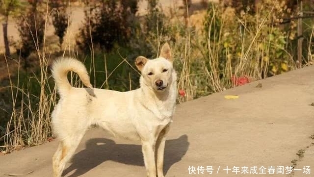 细说|狗贩子为何喜欢高价收购十年以上的老狗?细说你不知道的三点秘密