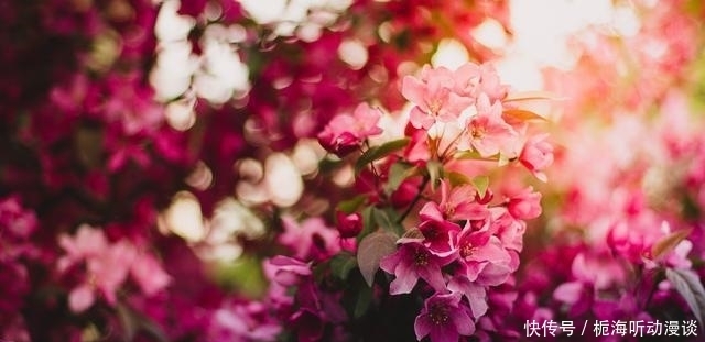 短短|韦应物很经典的诗歌,写给山中“神秘人”,短短4句流传1000多年