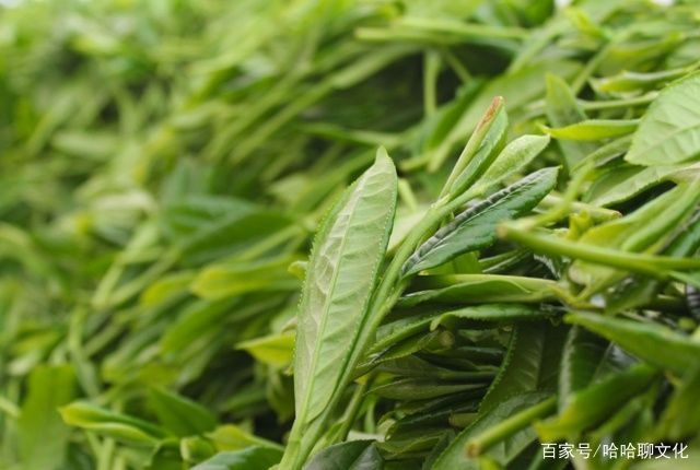 研究|茶的现代研究,正确饮用茶,对茶性要有正确地评估