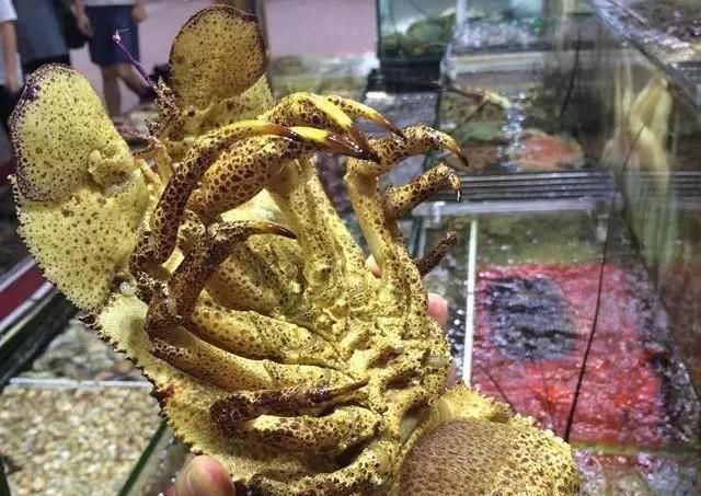 海鲜|世界上65种珍奇海鲜,贝爷都不敢说全部吃过,你吃过几种