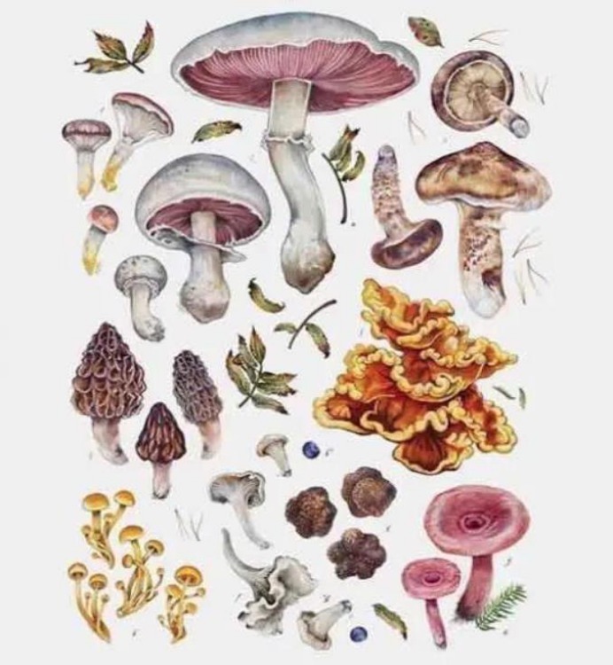 清醒|让人上瘾的毒蘑菇,中毒者出现幻觉却依然清醒,脑中有小人在跳舞