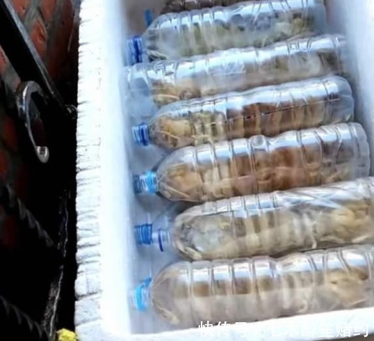 渔民|保存大虾时,直接放冰箱是不对的,老渔民教你一招,放1年都新鲜