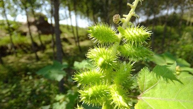 太监|清朝末位太监自述:痛苦的不是伺候主子,而是要在鞋里放苍耳