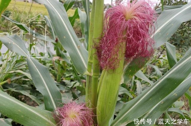  香甜|煮玉米切记不要用清水直接煮，加几种食材，玉米香甜软糯，特别甜