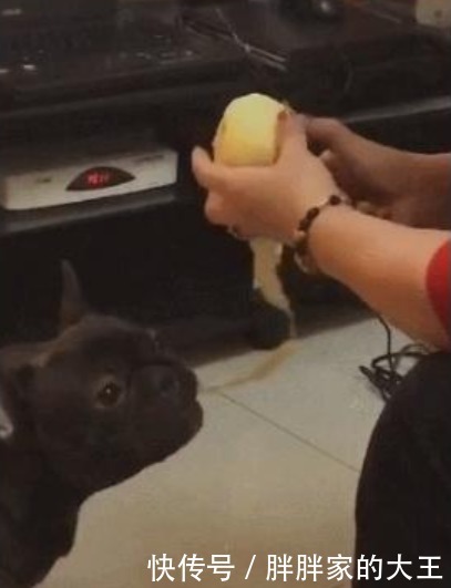  津津有味|奶奶削苹果，狗狗在下面吃果皮，垃圾桶都省了，狗：能削快点吗？