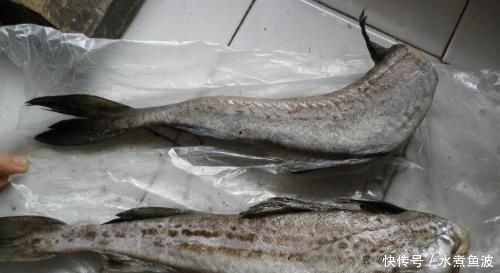 鲫鱼|被人误解最深的鱼,因冷冻被人嫌弃,其实它比鲅鱼香,比鲫鱼营养