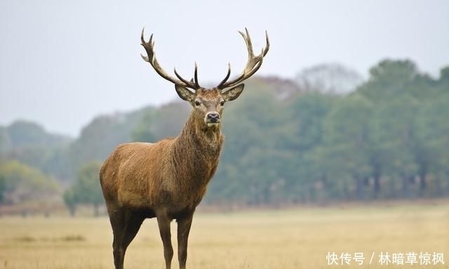 进来|关于鹿的饲养管理与技术，你了解多少，不妨进来看看