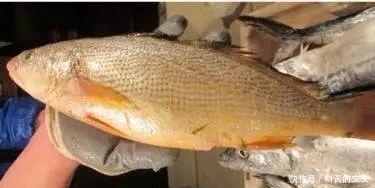 认出|海鲜大全, 你能认出多少