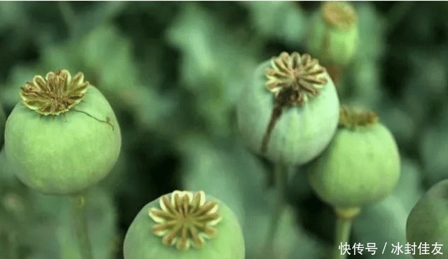  唯一|亚洲唯一“罂粟”合法种植基地，武警24小时看守，外人不可靠近