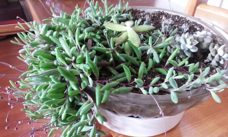 美爆|这种多肉吊起来养,所谓像一串串葡萄一样,美爆了