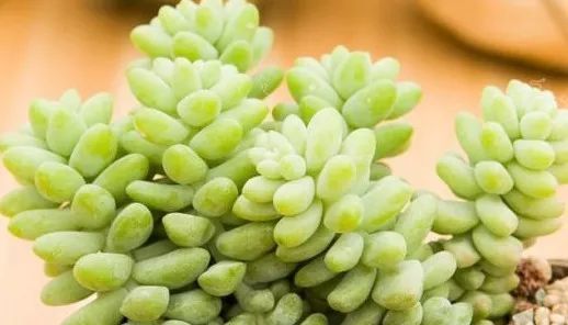 美爆|这种多肉吊起来养,所谓像一串串葡萄一样,美爆了