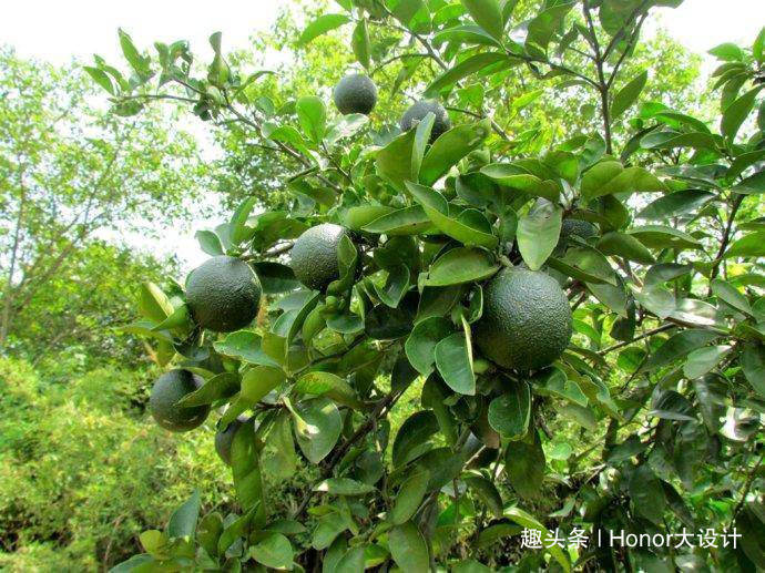 酸橙种植技术解析：小柑橘背后的科学